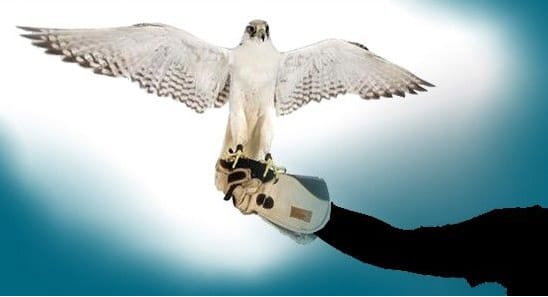 Diferentes métodos de control de plagas de palomas