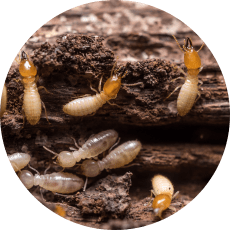 Foto plaga de termitas en la madera