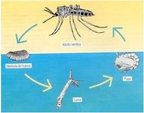 grafico mosquito