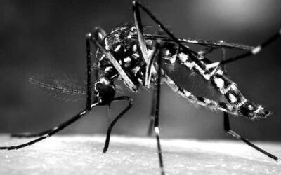 La fiebre chikungunya, un peligro en expansión