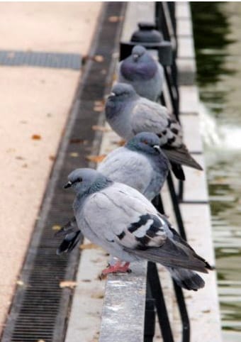 Foto plaga de palomas