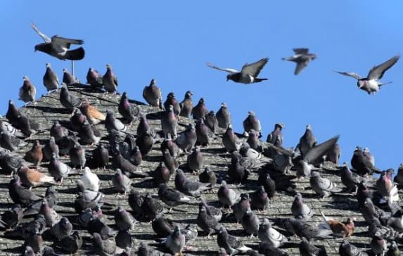 Foto plaga de palomas en tejado