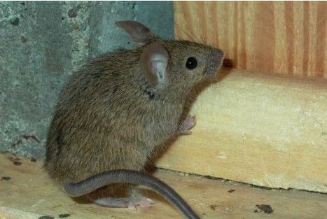 Medidas de prevención y control de ratones en nuestros hogares