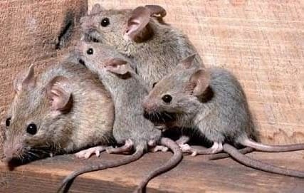Foto ratas juntas anidando
