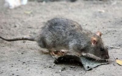 Incremento de ratas y ratones en Madrid