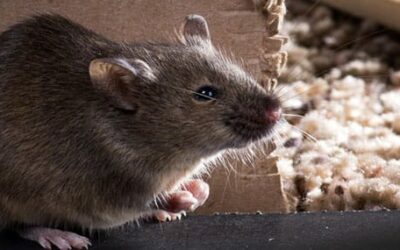 ¿Dónde suelen aparecer los ratones y como acabar con ellos?
