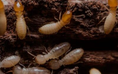 Tratamiento de la madera: ¿Cómo acabar con las termitas?