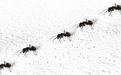 Consejos para el control de plagas de hormigas Madrid en primavera