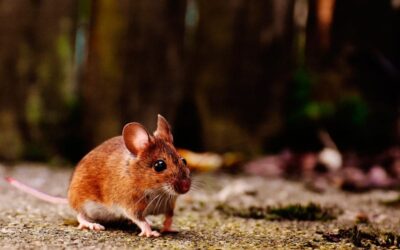 Control de plagas de ratas y ratones Madrid: ¿Cómo prevenirlas?