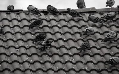Control de plagas de palomas Madrid: ¿Cómo ahuyentarlas de un edificio?