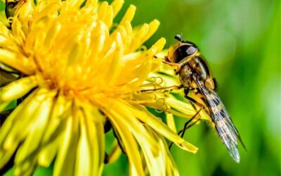 Fumigación de avispas Madrid: ¿Cuáles son las diferencias entre abejas y avispas?