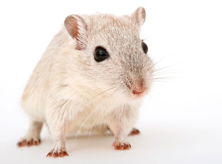 Plagas de ratas y ratones: enfermedades que transmiten