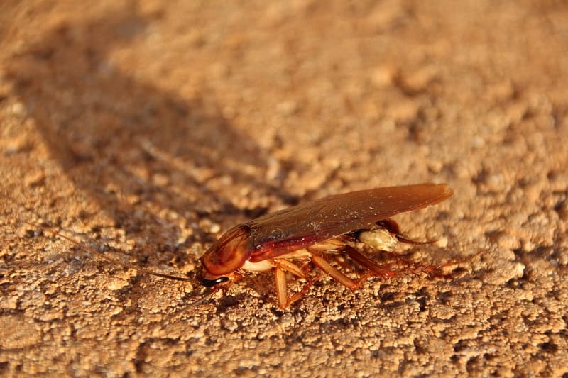 Control de plagas de cucarachas: ¿cómo detectarlas?
