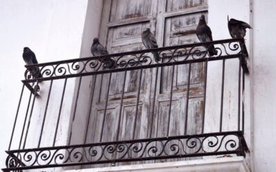 Control de plagas de palomas Madrid: cómo evitar que se posen las palomas