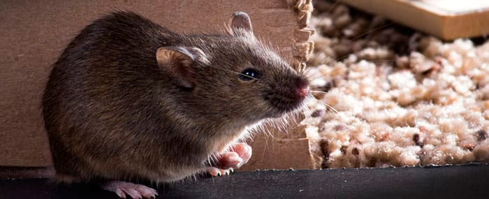 Condiciones que propician las plagas de roedores