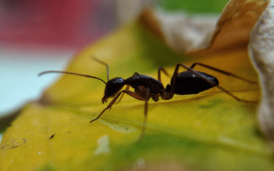Control de hormigas Madrid: cómo prevenirlas
