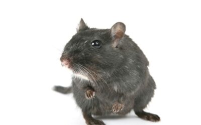 Control de ratas y roedores: conoce los tipos que existen en España