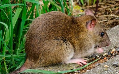Plagas de invierno: rata gris o rata común