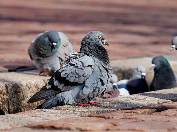 Procedimientos para ahuyentar palomas en Madrid