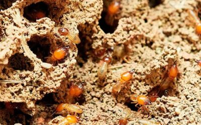 Daños y tratamiento contra plagas de termitas y carcoma