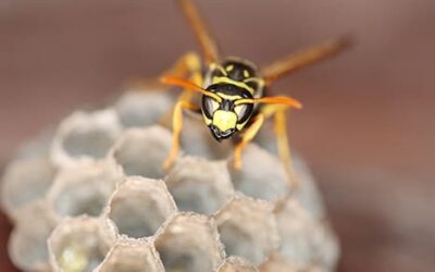 Las plagas más habituales del verano: control de cucarachas, avispas, hormigas o ratas
