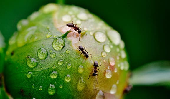 ¿Cómo prevenir y eliminar plagas de hormigas en el jardín?