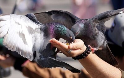 ¿Representan las palomas un riesgo para la salud?