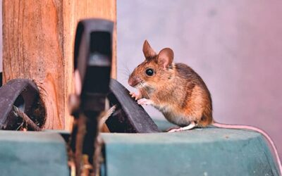 Desratización en Madrid: ¡Acaba con la plaga de ratas y roedores de tu casa!