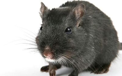 ¿Cómo combatir a las ratas y los ratones de forma eficaz?