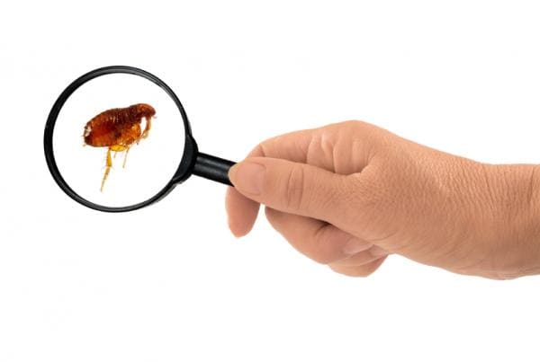 ¿Cómo detectar y eliminar una plaga de pulgas?