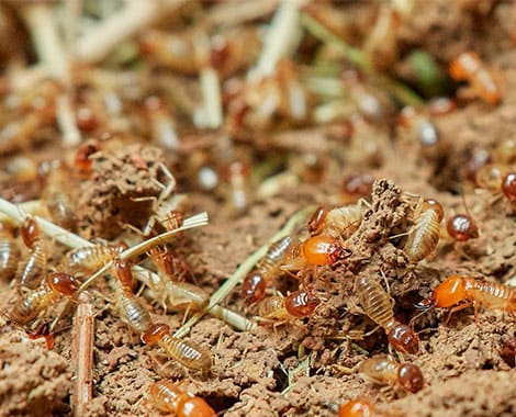 Plagas de termitas