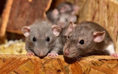 Cómo ahuyentar o eliminar ratas y ratones en casa: ¡de principio a fin!