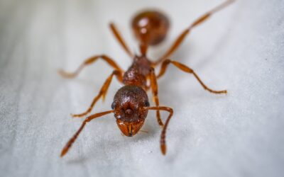 ¿En qué rincones de casa pueden esconderse las Hormigas?