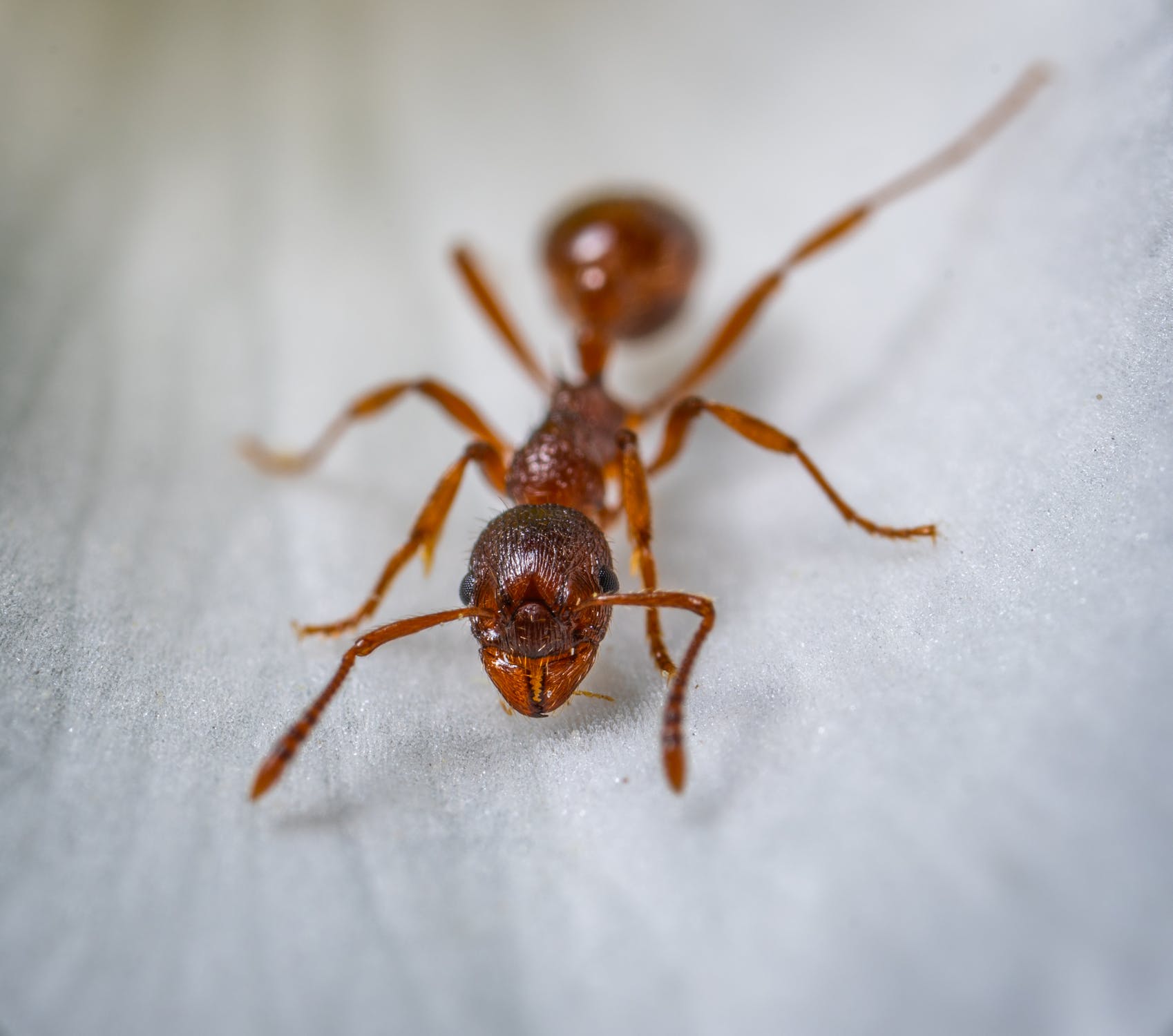 de hormigas: ¿en rincones de casa pueden esconderse? American Pest