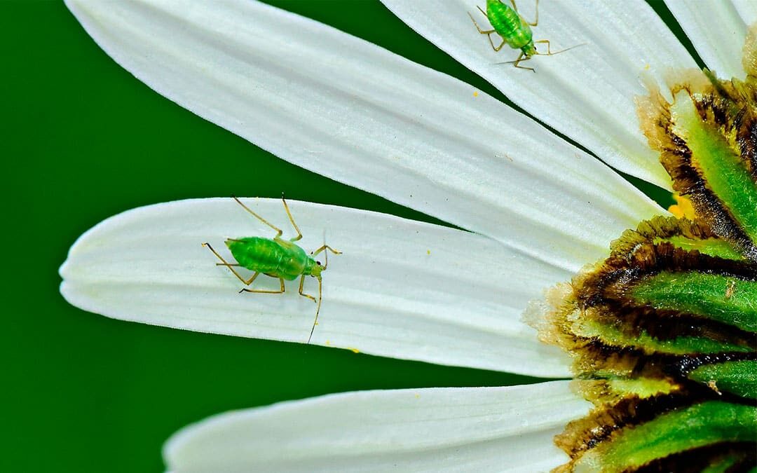 ¿Cómo eliminar pulgones este verano? ¡paso a paso!