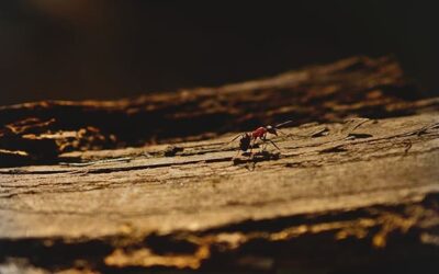 ¿Por qué salen hormigas en casa? Descúbrelo todo acerca de su comportamiento