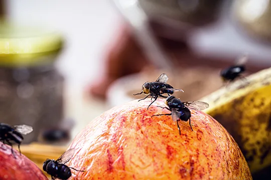 Análisis de las causas de la plaga de moscas