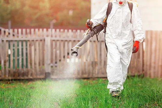 Fumigación del jardín para eliminar la plaga de pulgas