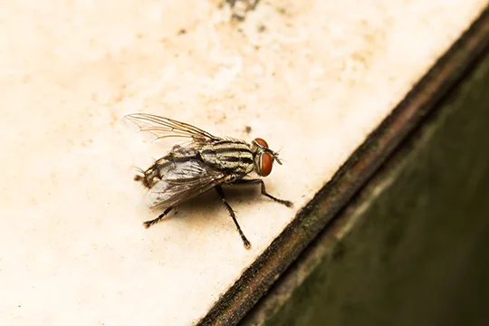 Observación de la plaga de moscas y su entorno