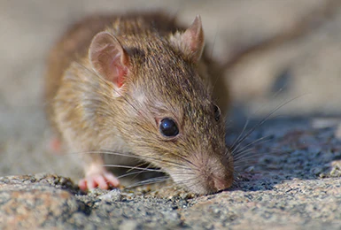 Plaga de ratas y ratones
